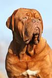 DOGUE DE BORDEAUX 216